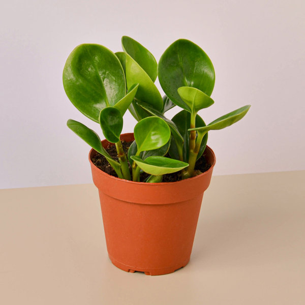 house-plant-shop-live-foliage-plant-wayfair
